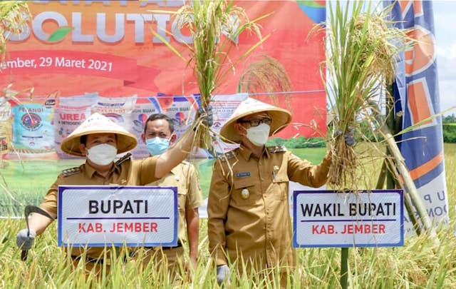 Bupati Hendy & Wabup Firjaun Dukung Kesuksesan Panen Raya di Dempok Bisa Dirasakan Seluruh Petani di Jember